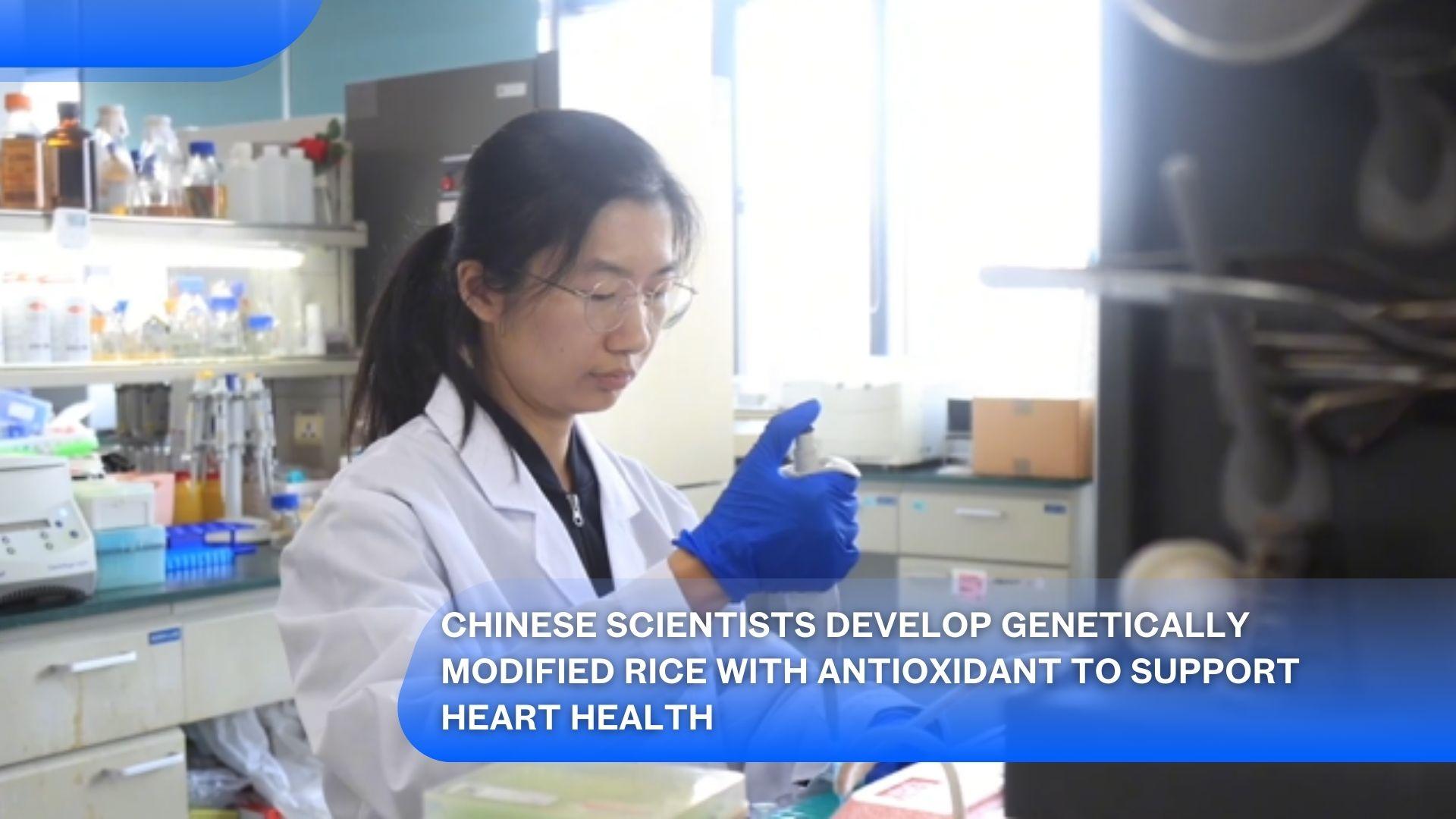 Chinese Scientists Develop Genetically Modified Rice with Antioxidant to Support Heart Health's featured image